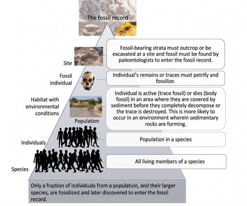 Pirâmide tafonômica: de todas as espécies, apenas uma fração minúscula é fossilizada e descoberta