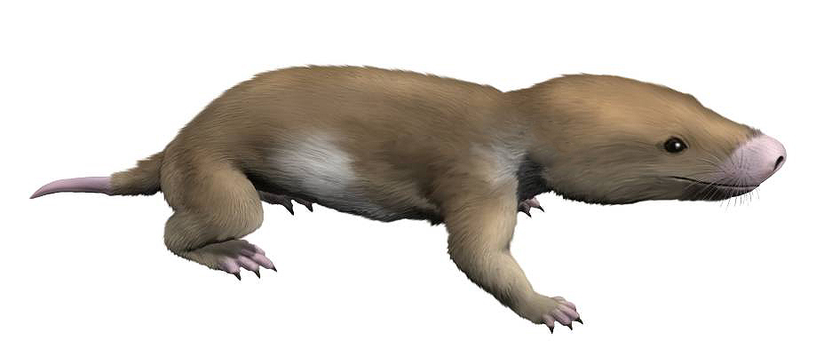 Mesozoic mammals
