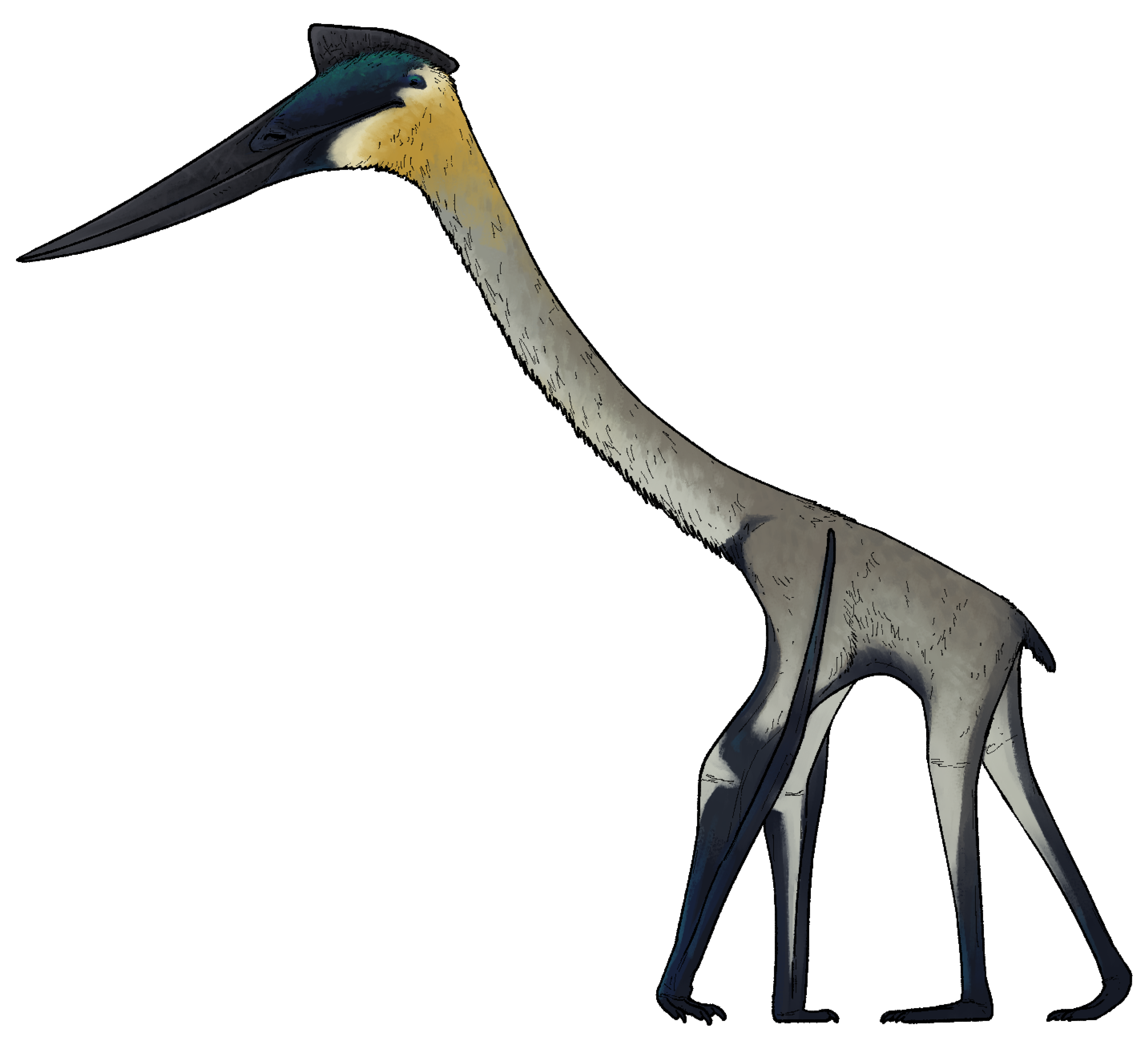 Pterosaurs