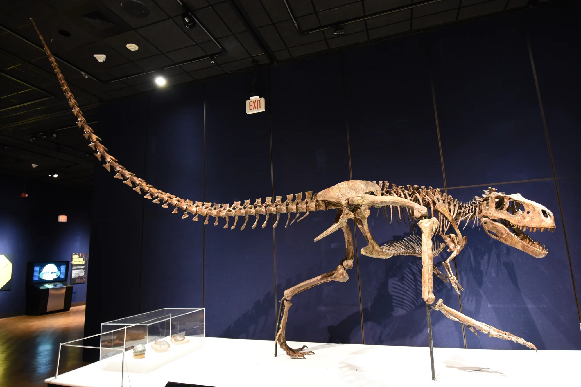 Molde esquelético montado de Albertosaurus sarcophagus em exposição de museu.