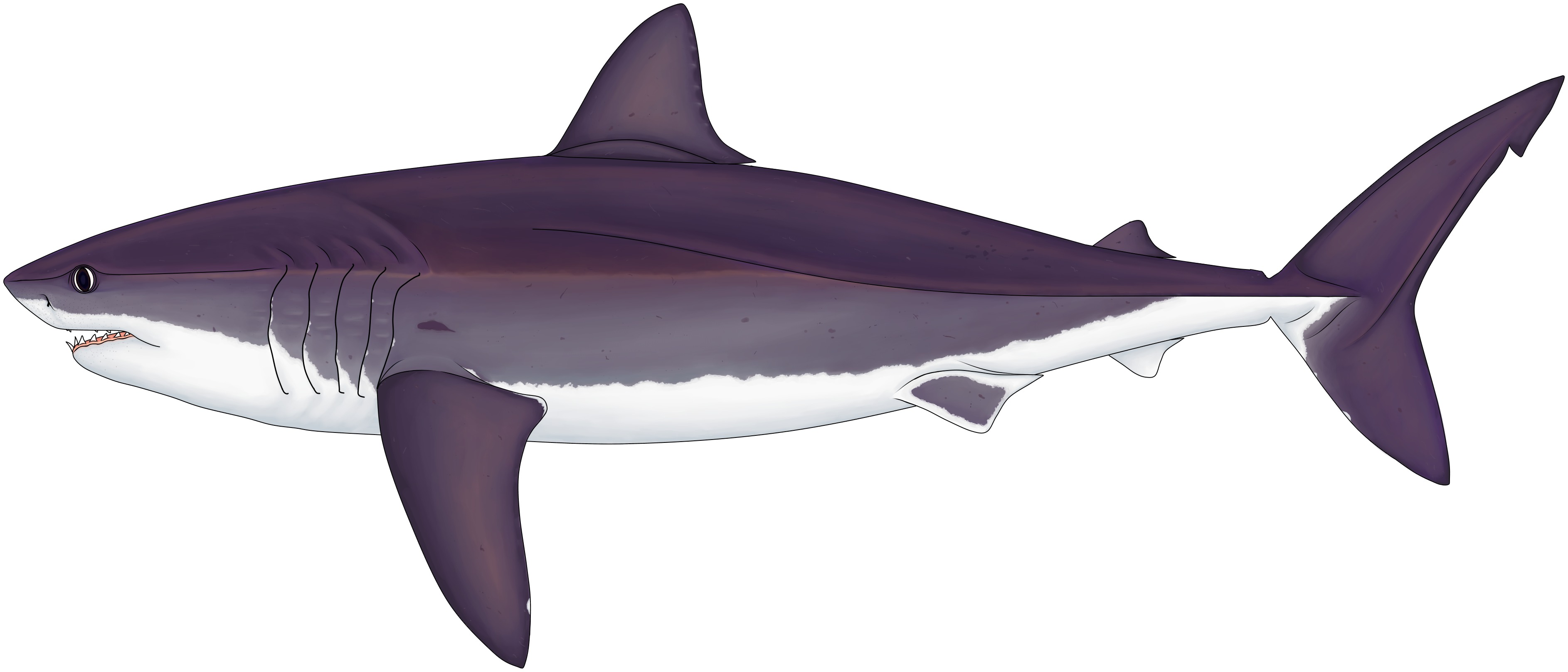 Cretoxyrhina mantelli