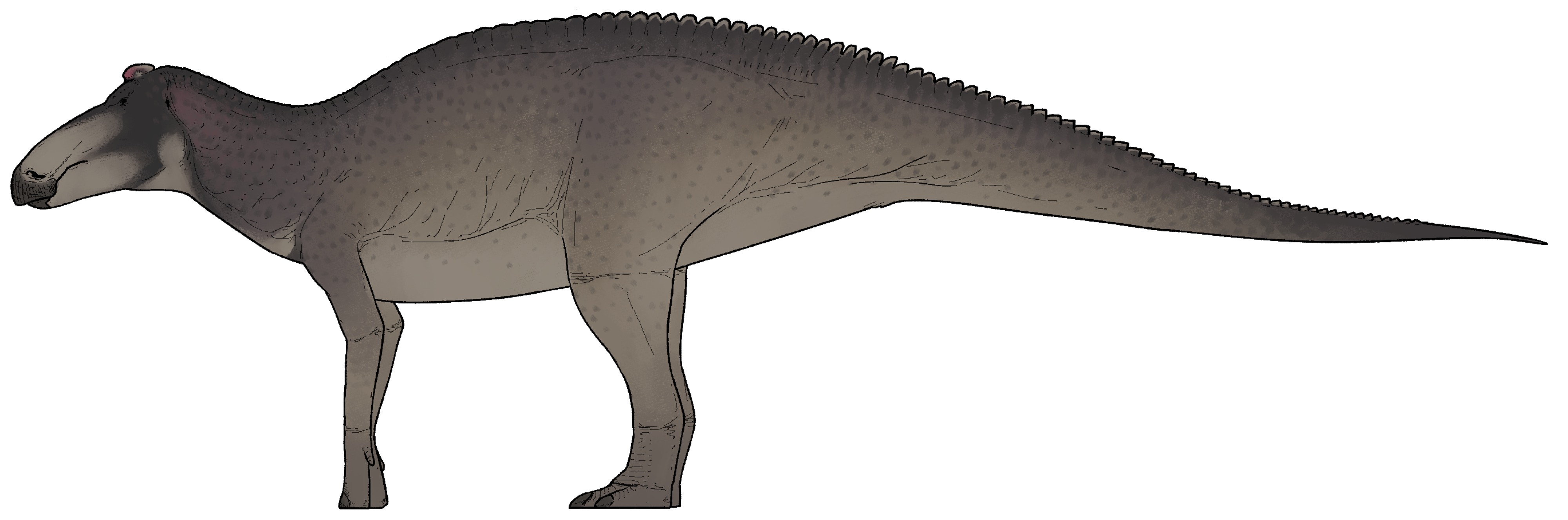 Edmontosaurus annectens