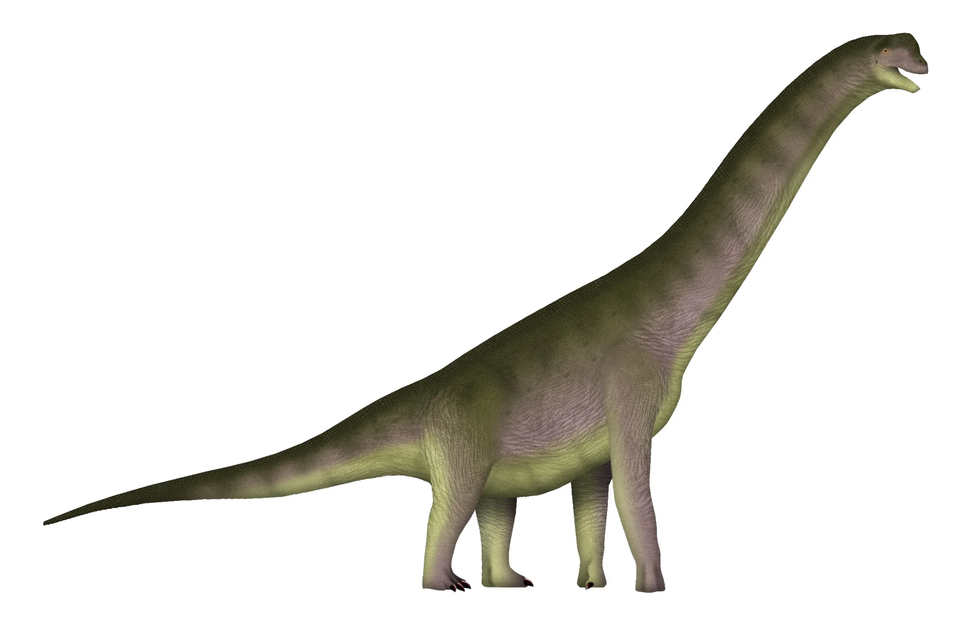 Europasaurus holgeri