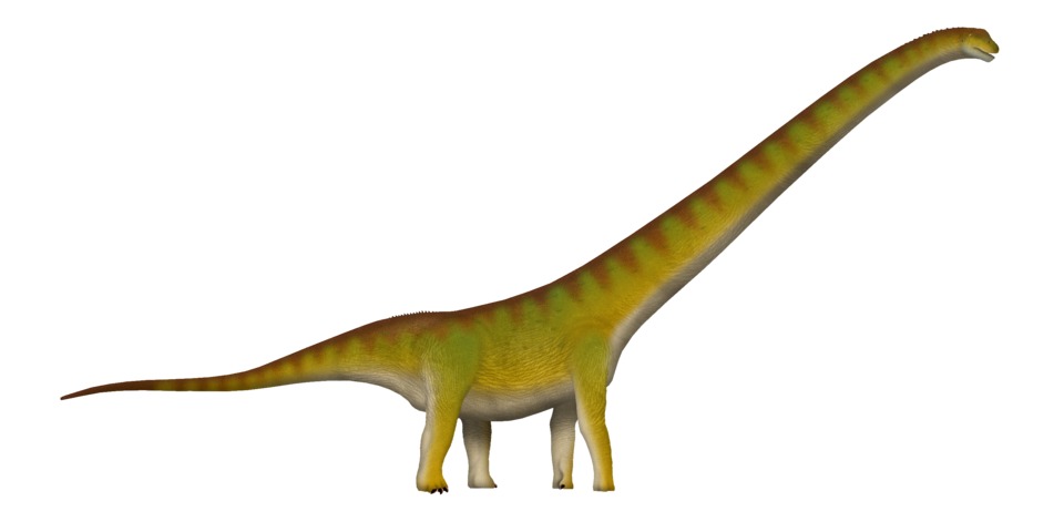 Mamenchisaurus constructus