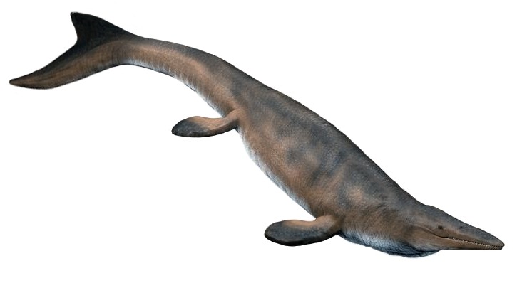 Mosasaurus hoffmannii