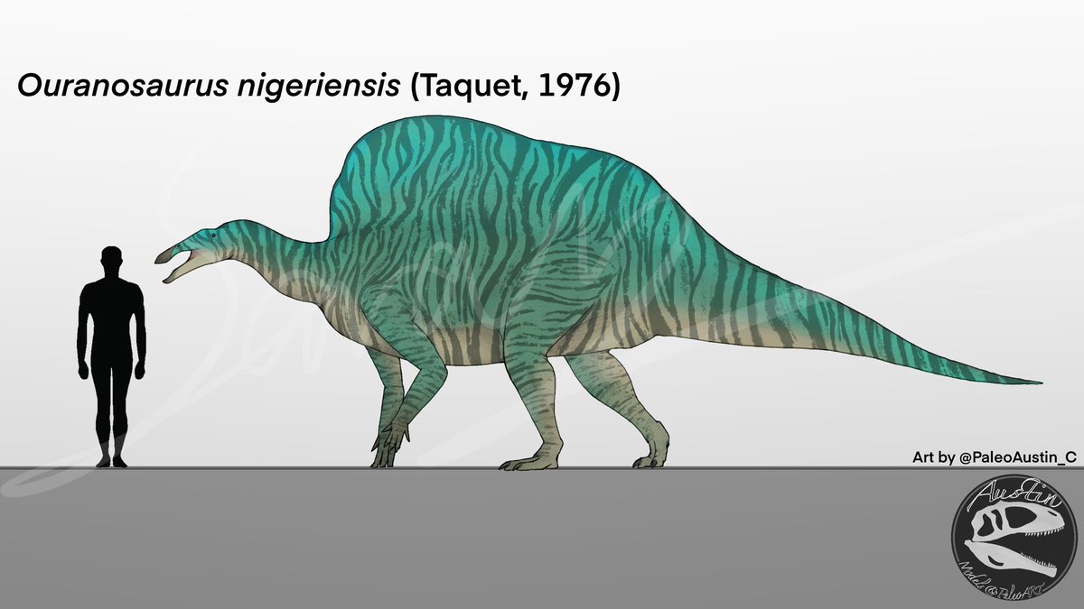Comparação de tamanho entre Ouranosaurus nigeriensis e um ser humano adulto. Ilustração por @PaleoAustin_C mostrando os padrões de coloração hipotéticos.