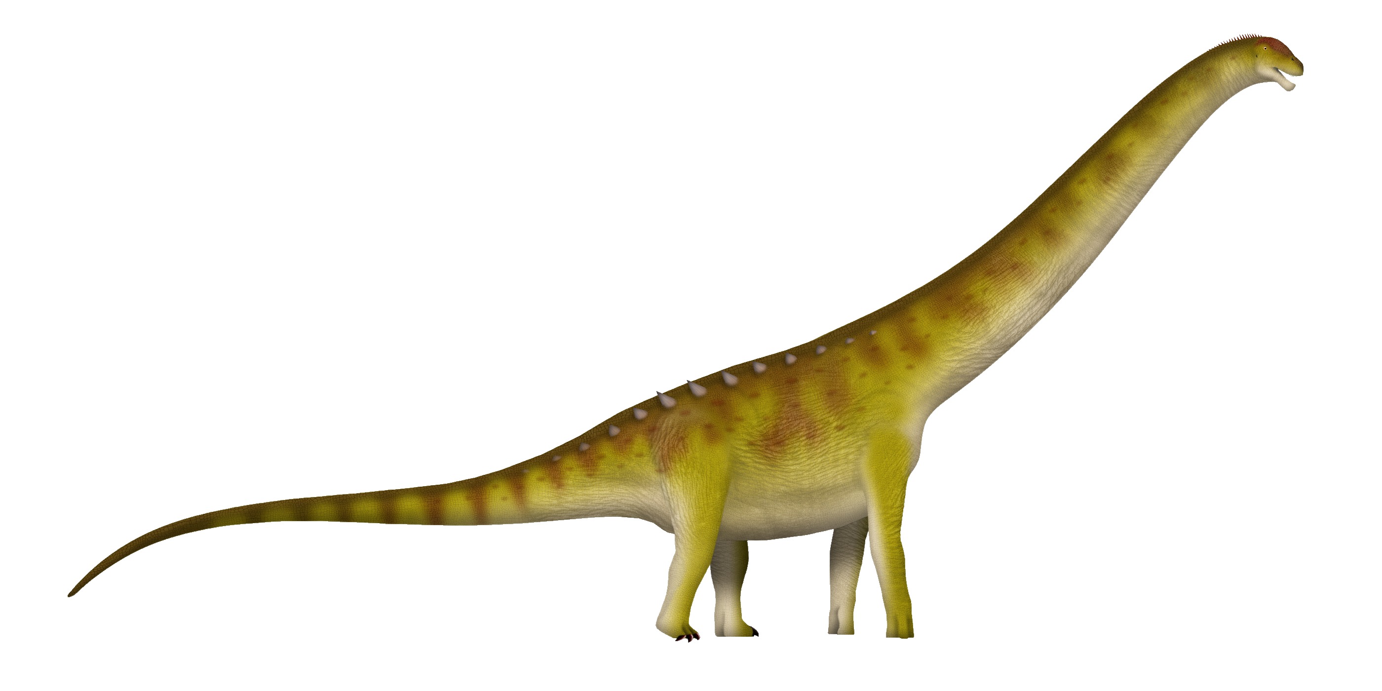 Patagotitan mayorum