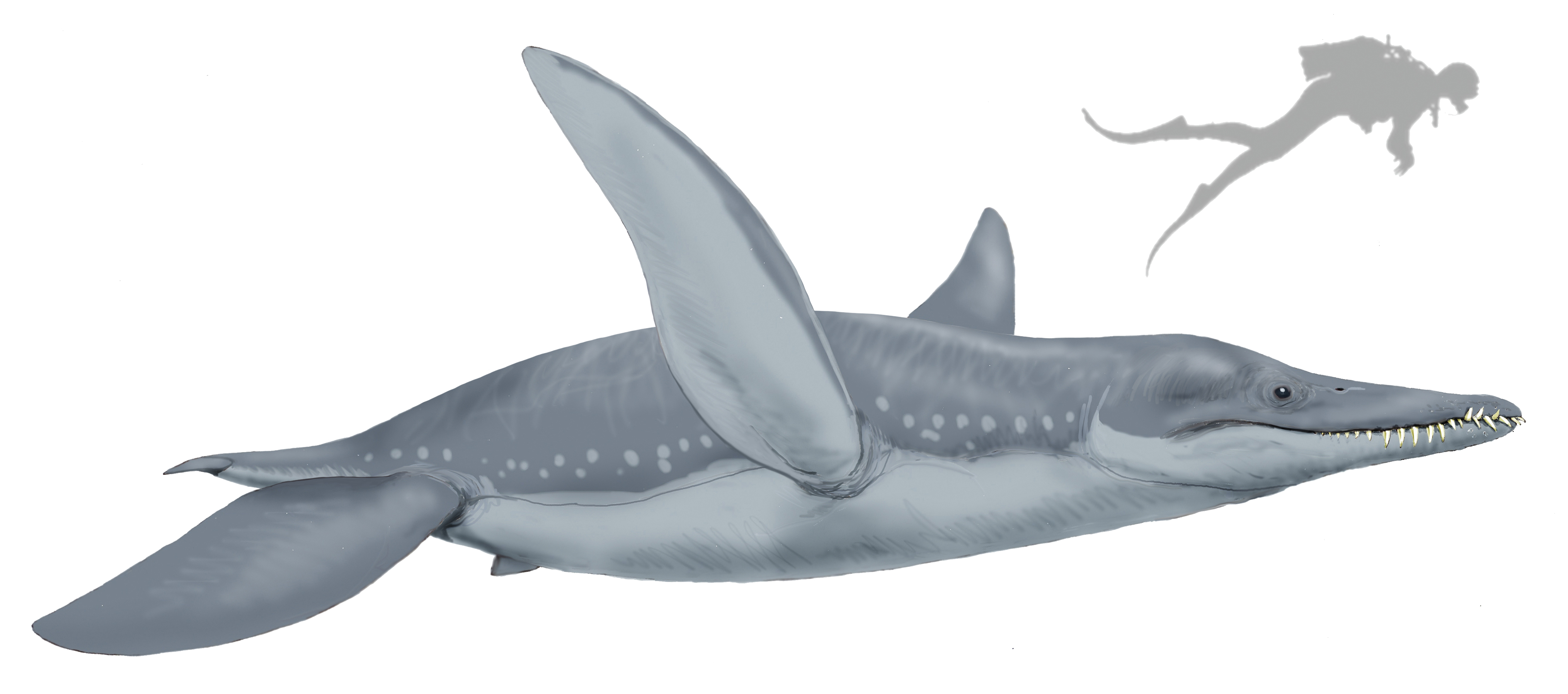 Pliosauro