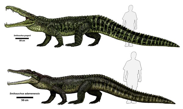 Smilosuchus gregorii