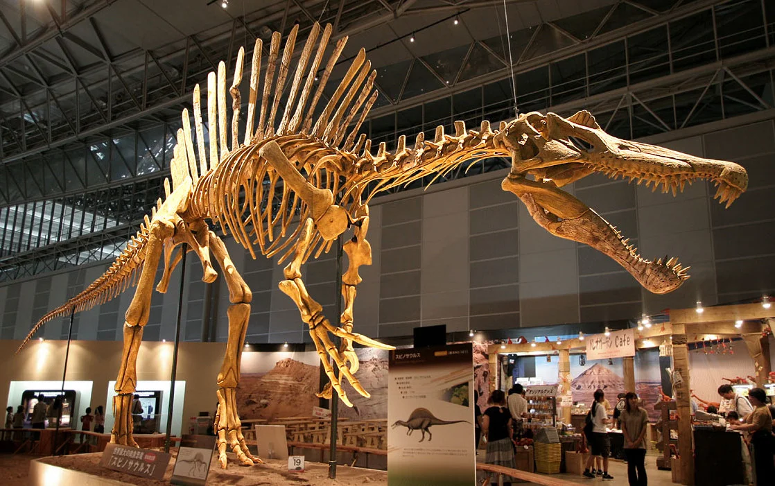 Reconstrução esquelética de Spinosaurus aegyptiacus baseada no neotipo FSAC-KK 11888 e material suplementar dos leitos de Kem Kem.