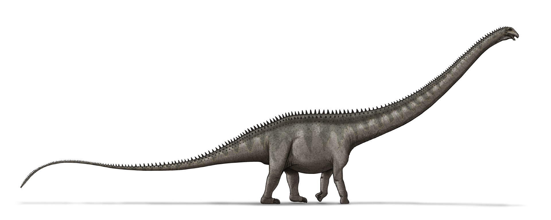 Supersaurus vivianae