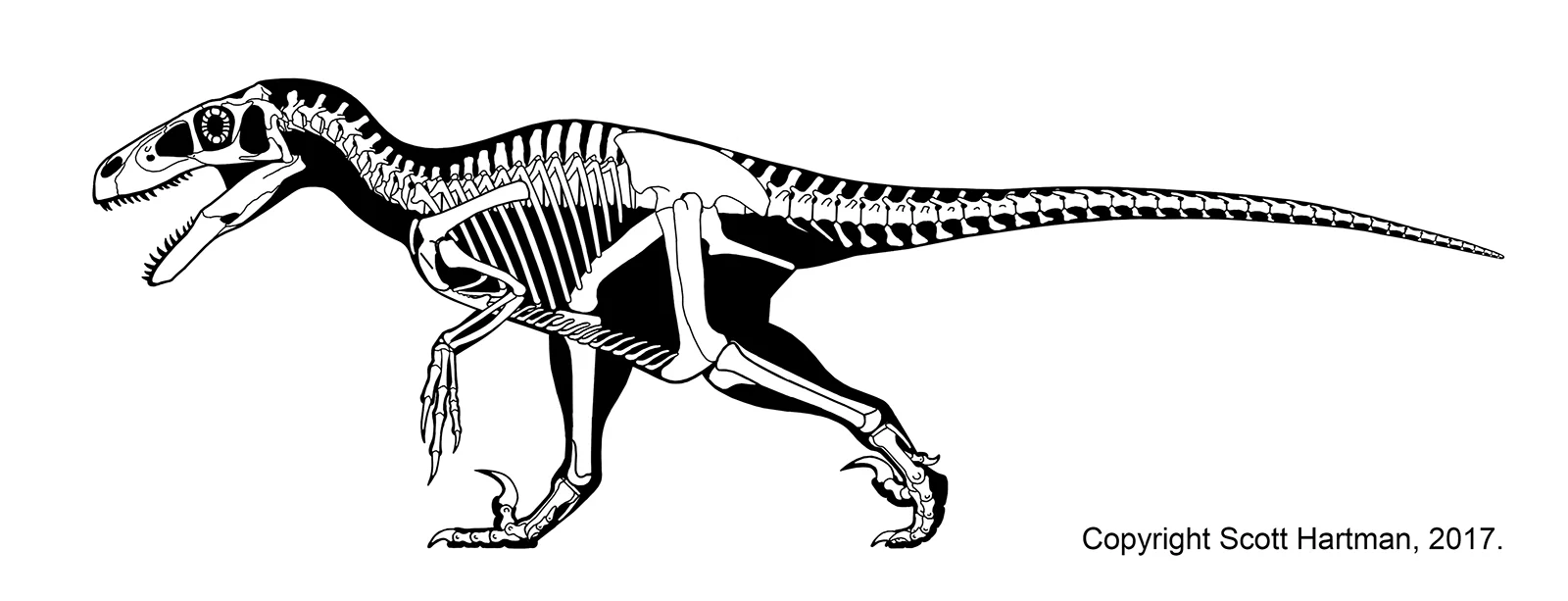 Reconstituição de Utahraptor baseada em estudos recentes — escavações de 2001 a 2014 na Formação Cedar Mountain produziram o 'Utahraptor Project': um bloco de rocha contendo pelo menos 8 indivíduos de diferentes idades.
