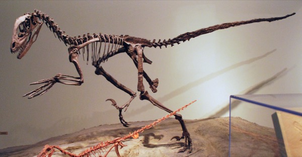 Esqueleto de Deinonychus, Field Museum